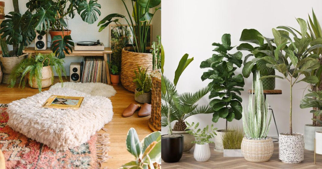 indoor plants living room